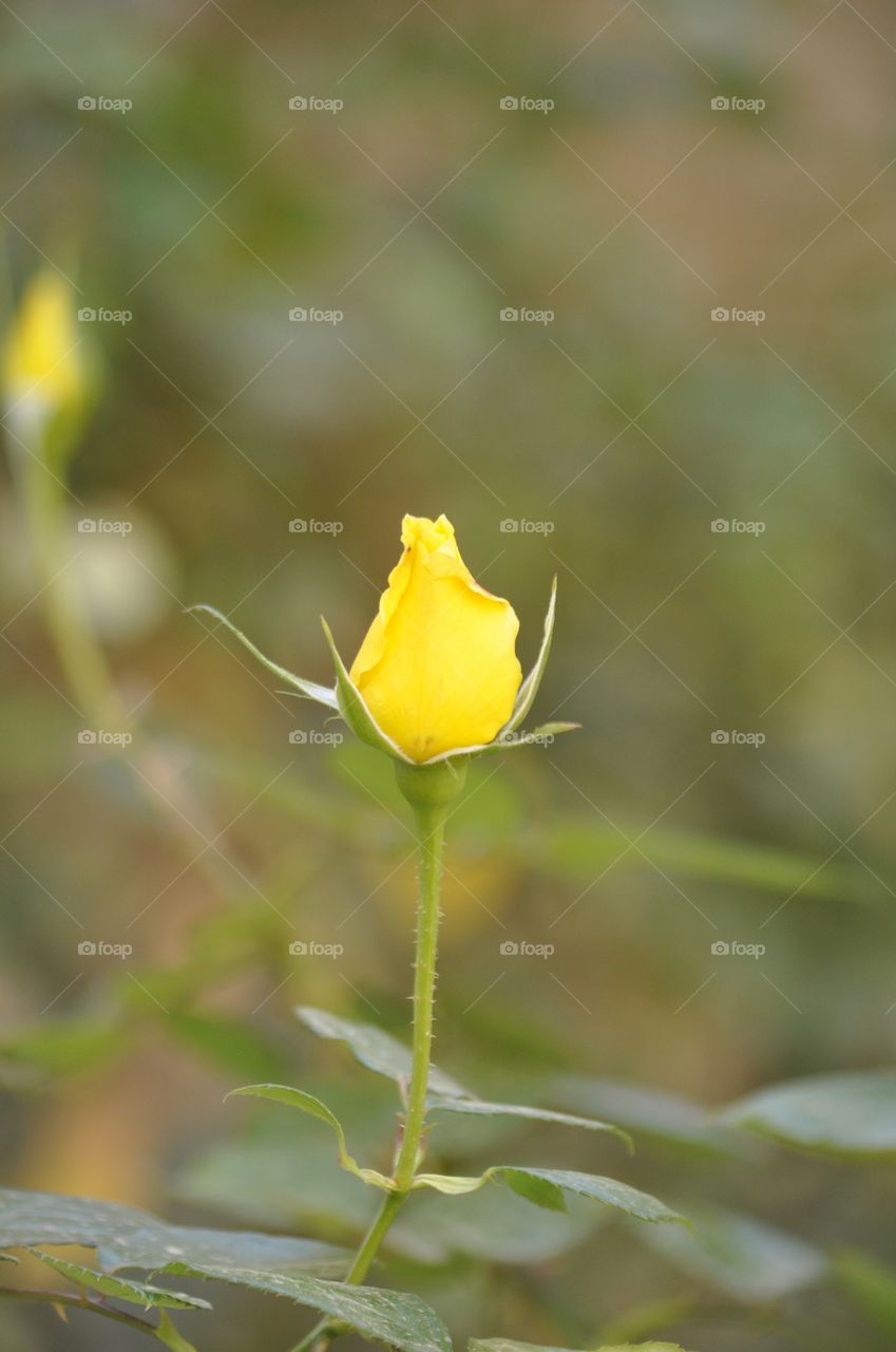 Close-up of yellow rose