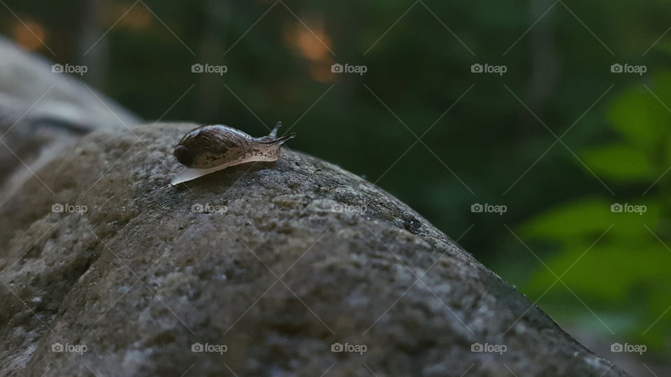 snail