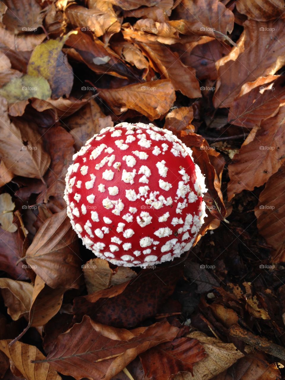 Fairytale mushroom.