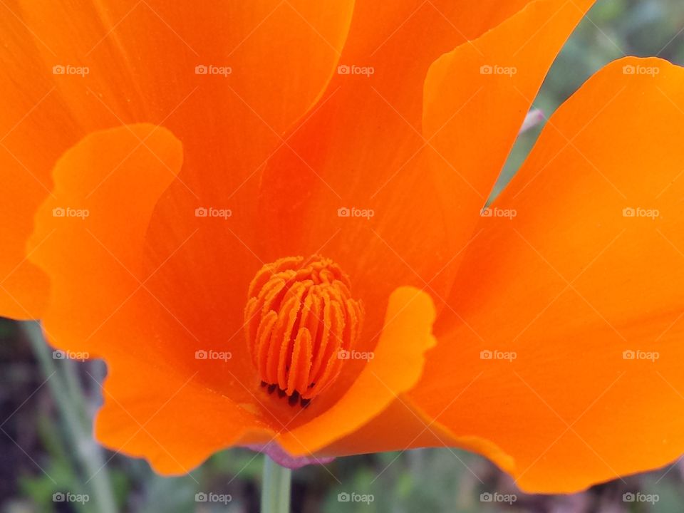 orange Flower