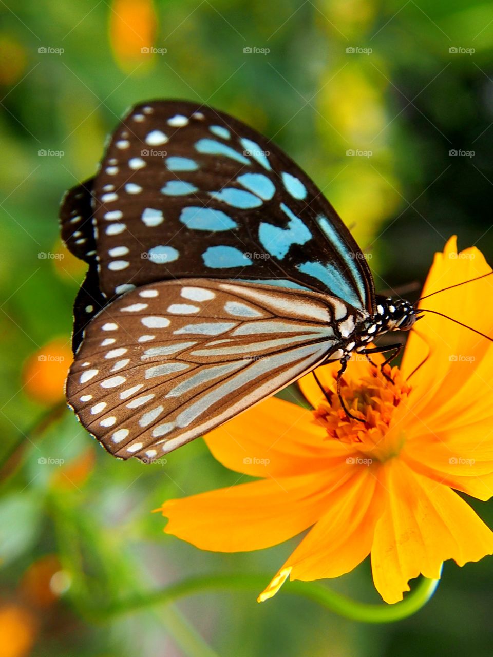 Butterfly on yellow flower