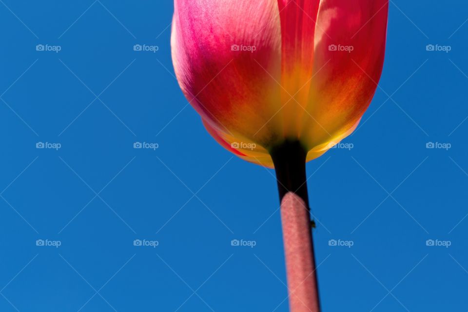 red tulip against sky