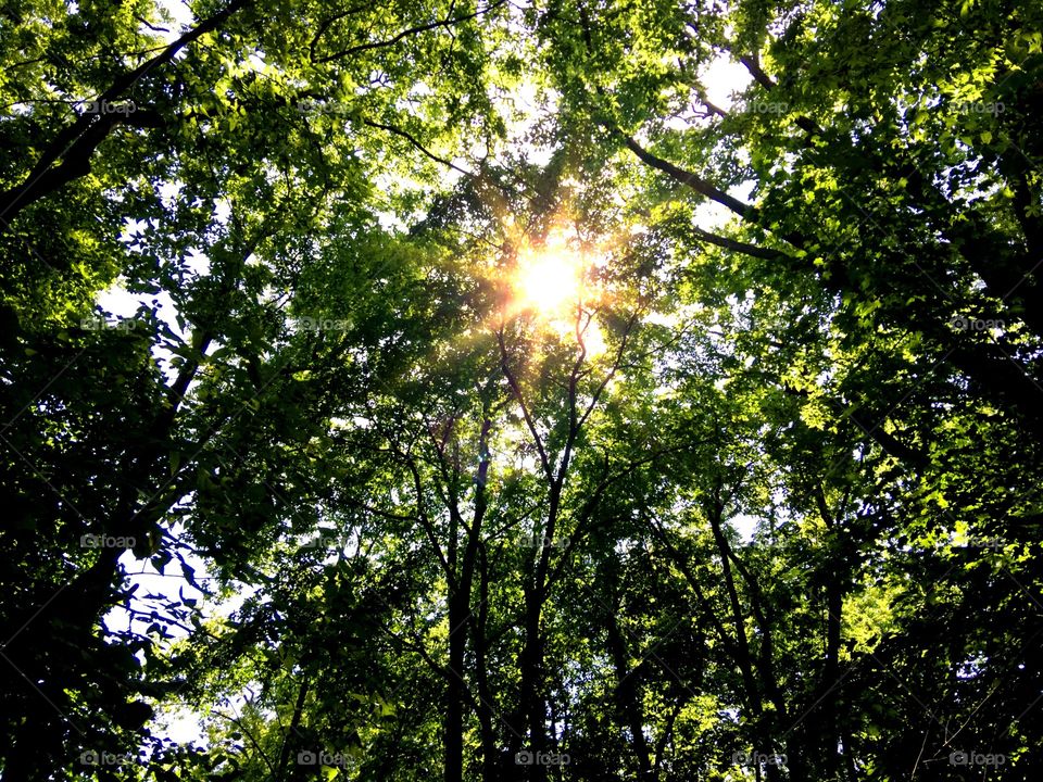 Beautiful woods view