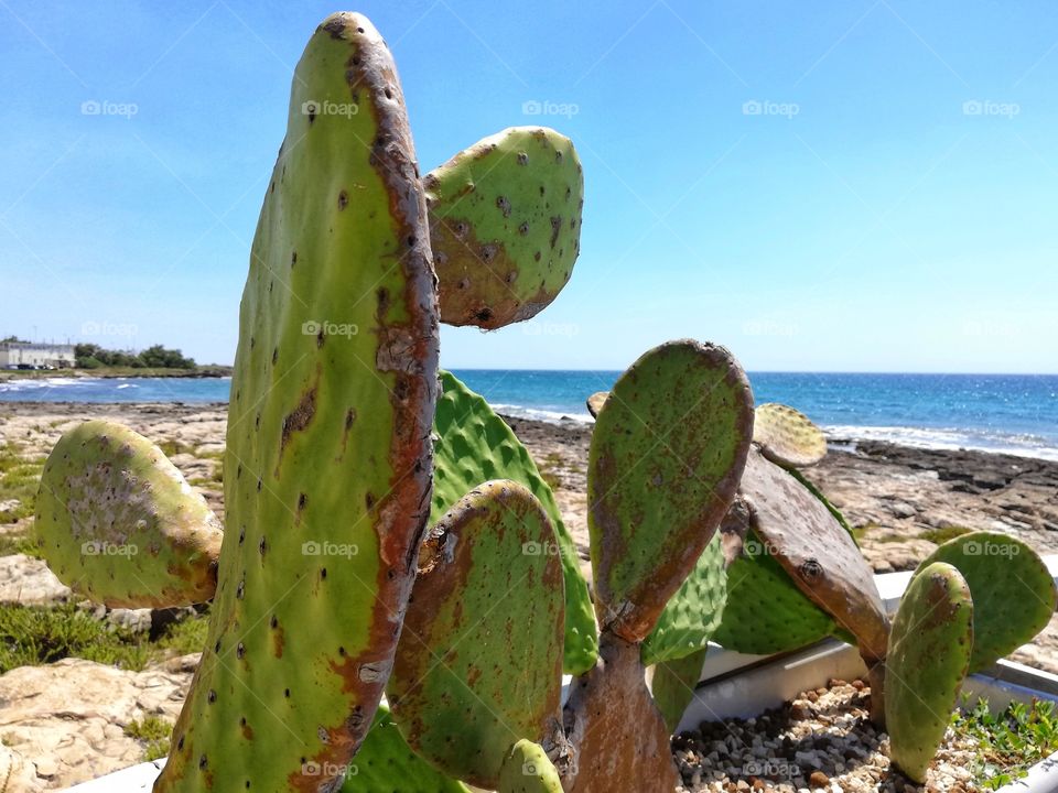 Sea view with cactus in the foreground