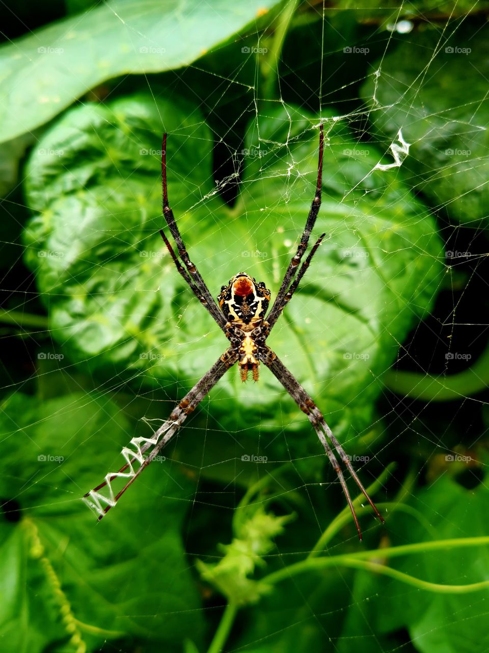 Spider