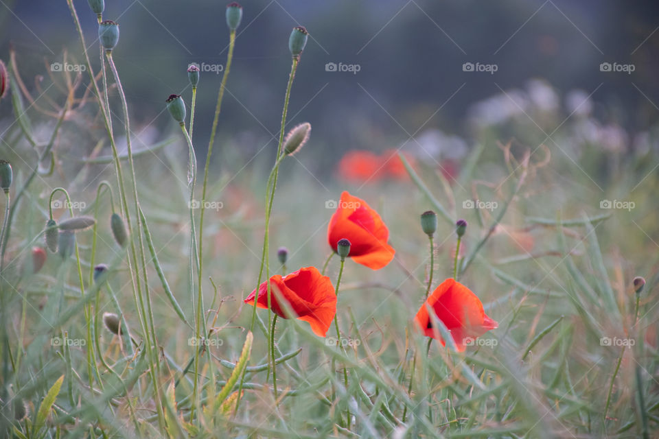 Three Red Poppies in the Field