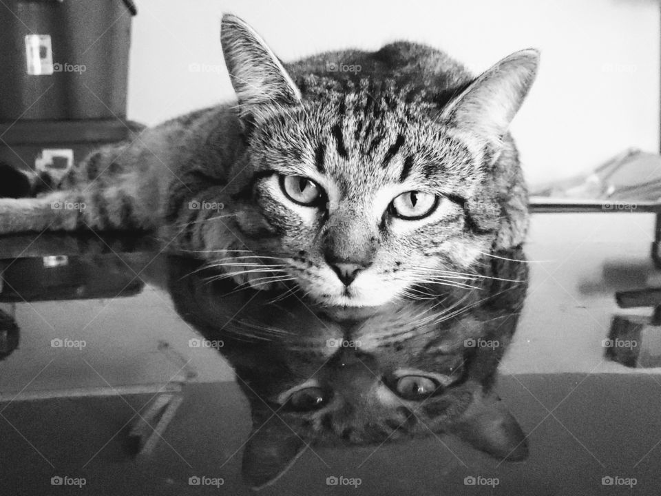 Black and white photo of a bored young tabby cat laying on to off a car with his reflection showing on the car