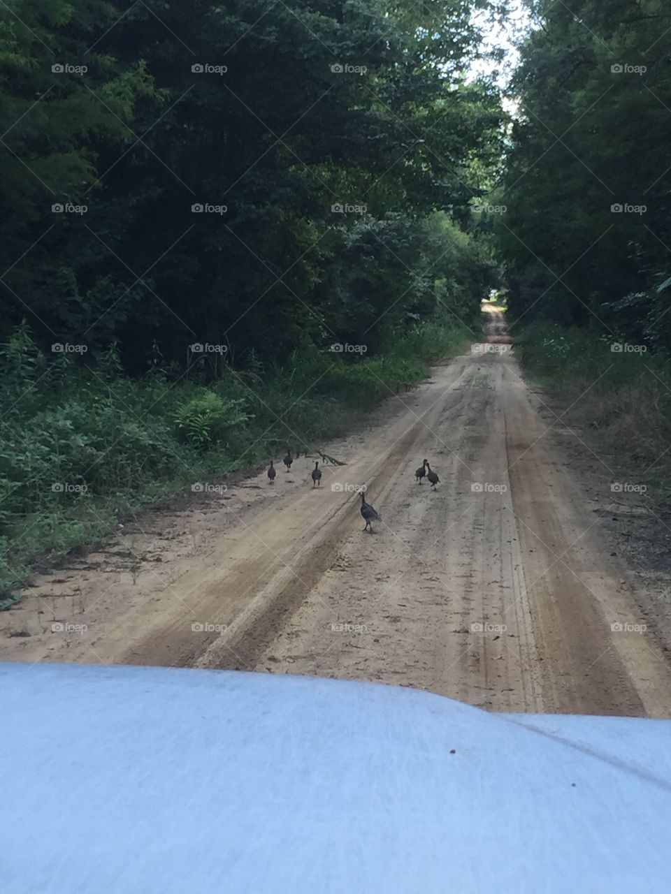 Baby turkeys on the path