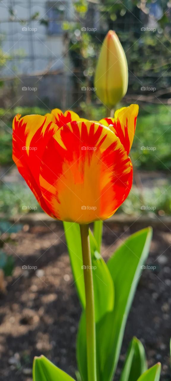 Tulpe