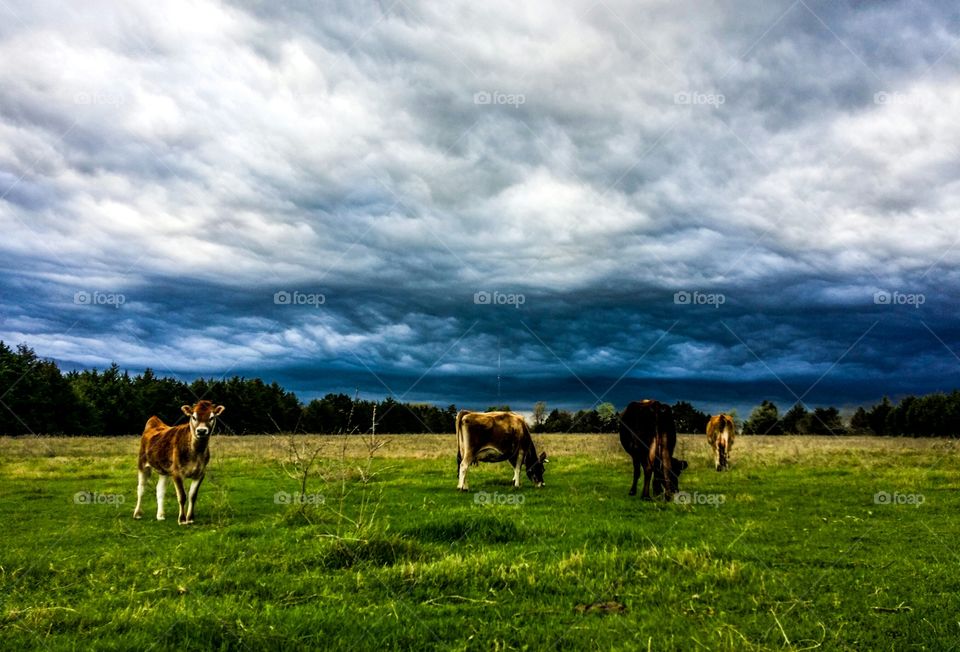 A New Calf, Grass Getting Green and a Storm Rolling In, Signs of Early Spring in Texas. :)