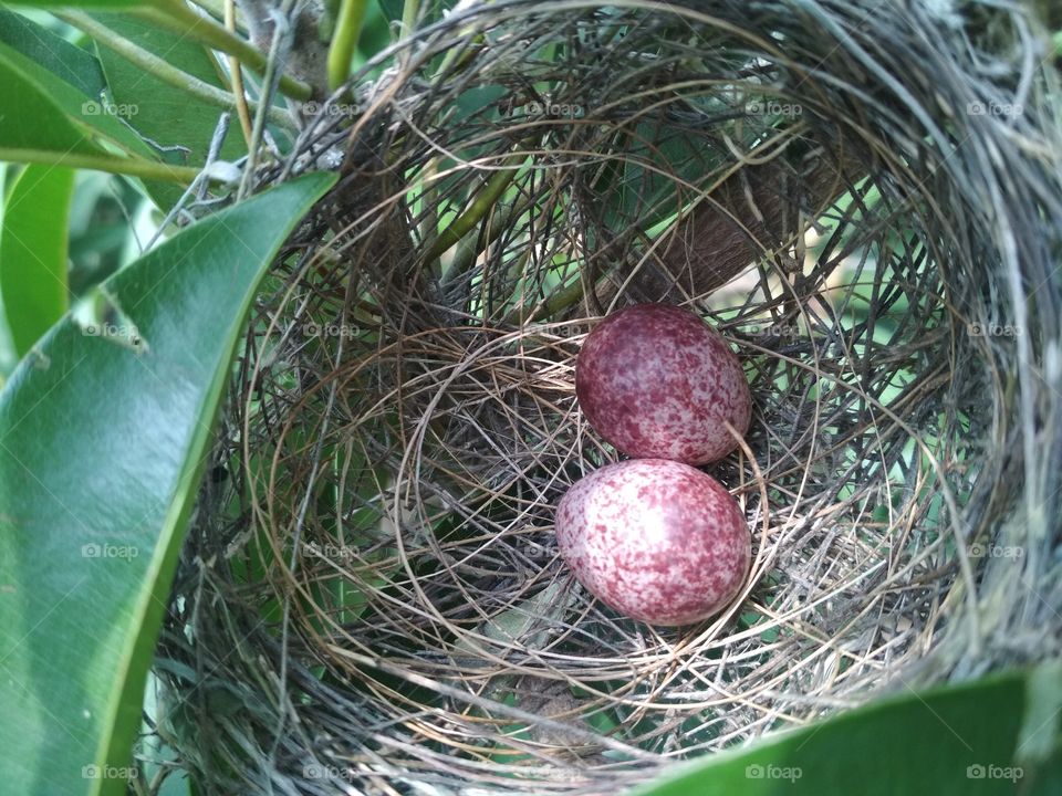 a nest with two eggs