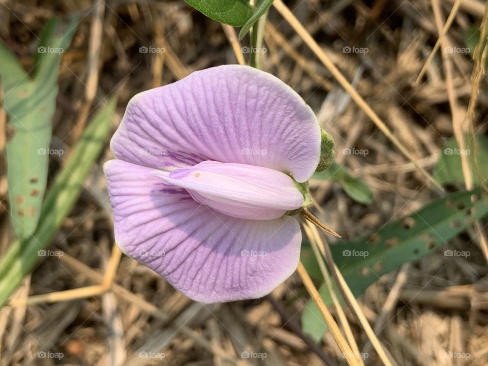 Plants around us, my garden ( Countryside)