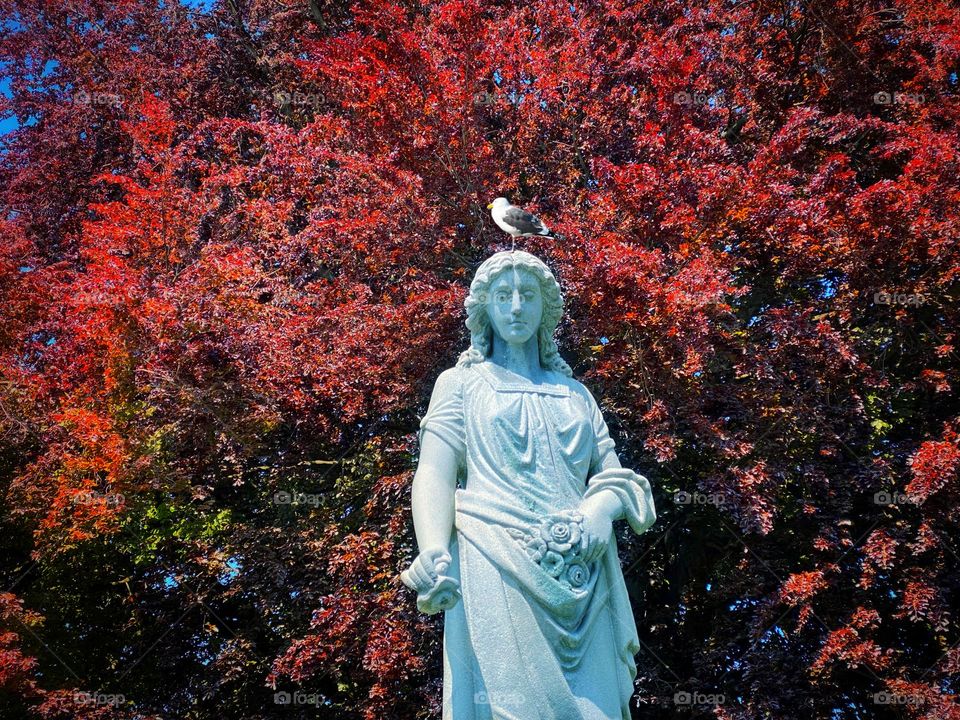 Seagull perched on one leg on the head of a statue in front of a spreading copper beech tree in a park 