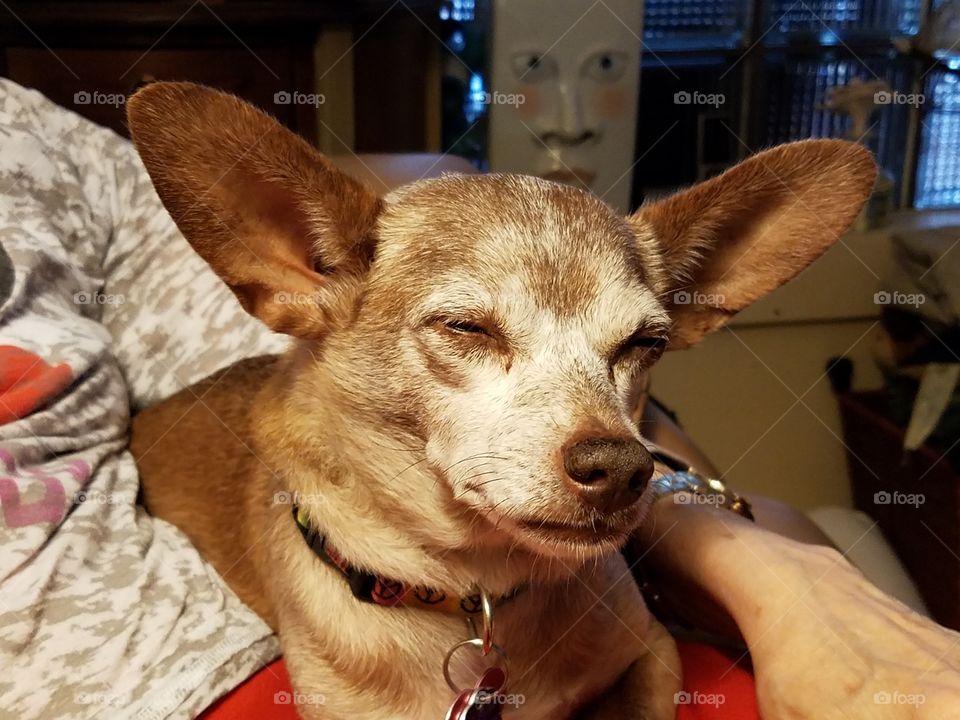 Ren the Exhausted Chihuahua