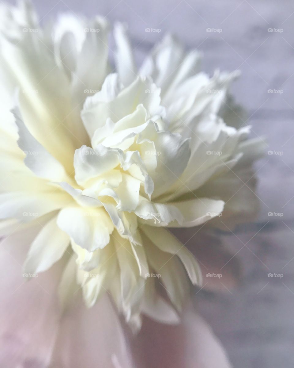 White peony 