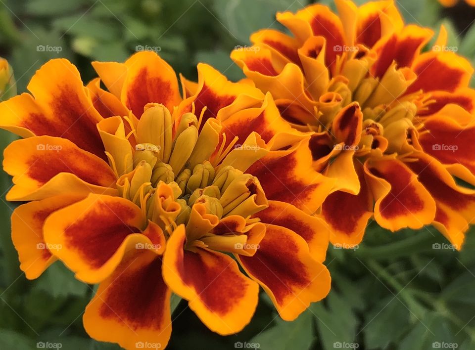 Glorious variegated marigolds in full bloom   