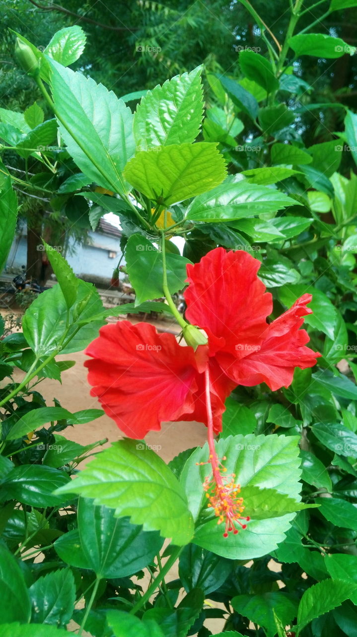 red flower