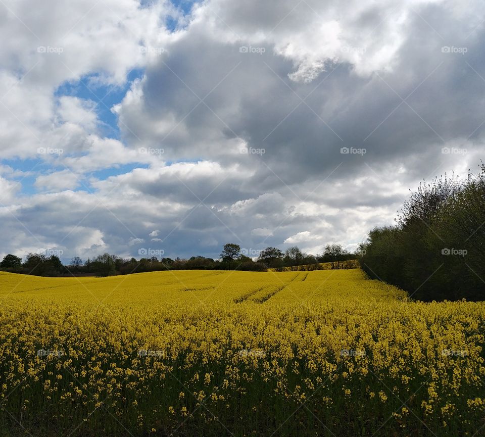 Raps yellow gelb wolken