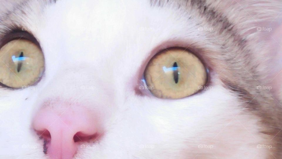 Animal cat s eye