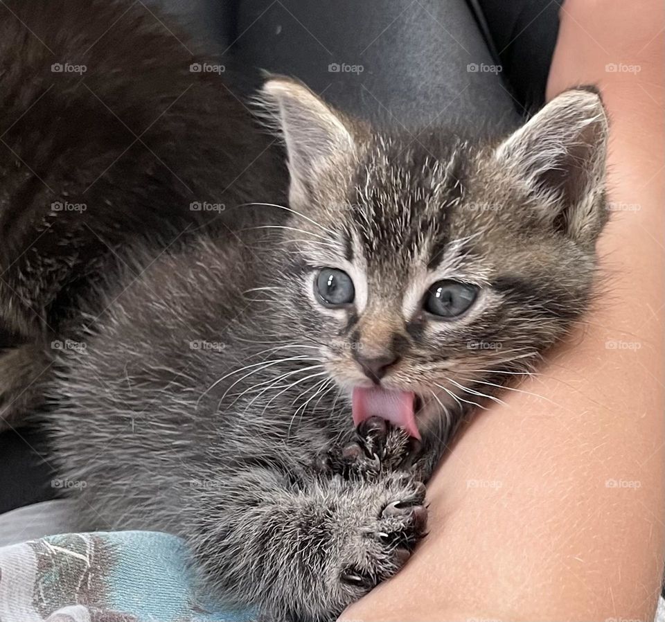 Kitten washing himself 