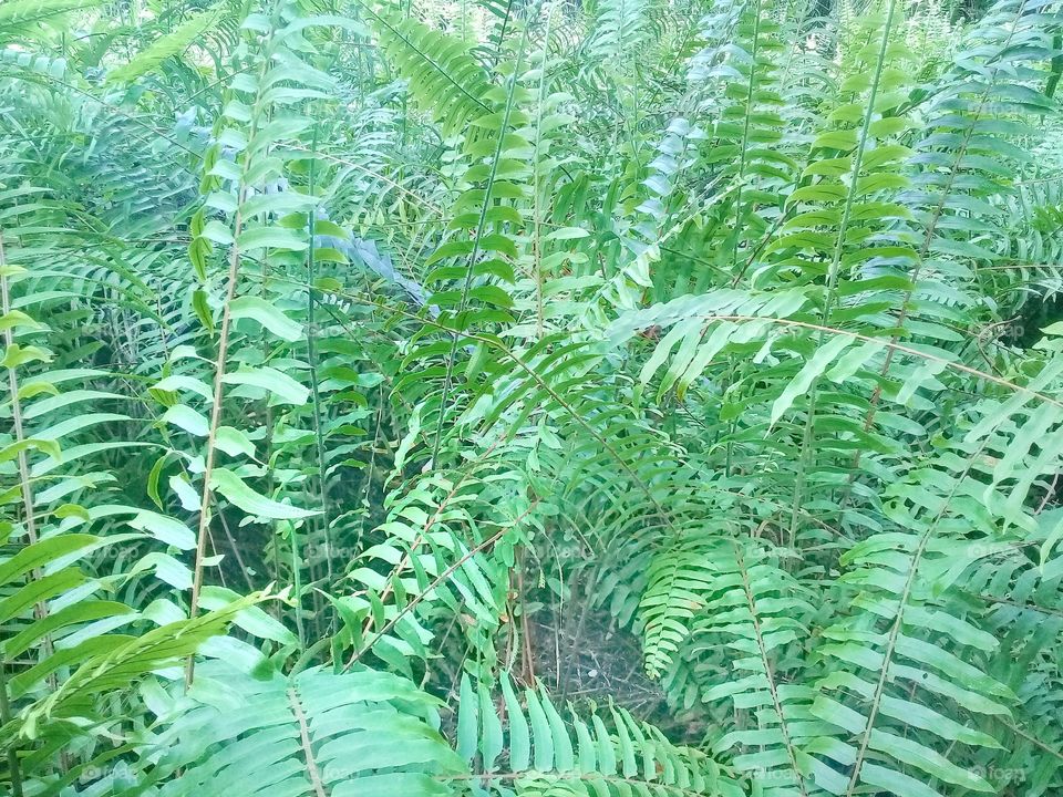 Nephrolepis biserrata is a useful plant is a nectar-producing plant developed as a food source for natural enemies of oil palm plant pest or plantations and agriculture