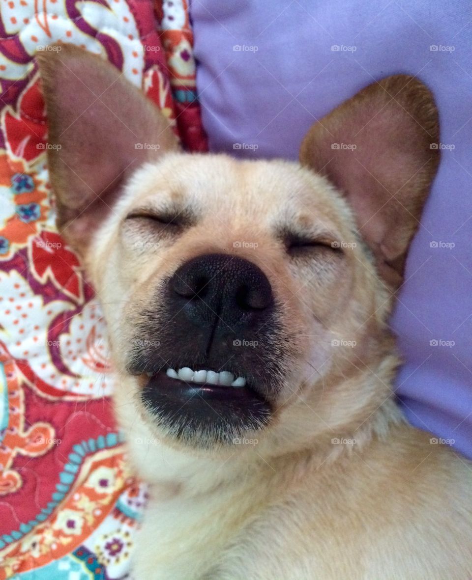 Nugget loves his sleep. It makes him smile.