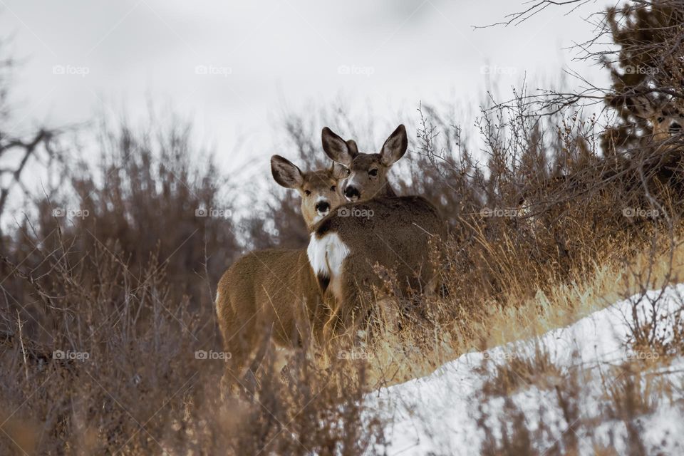 Deer mule deers outdoors wildlife nature country countryside wild animals beautiful cute whitetail big ears Wyoming hiking exploring photo photography amateur photographer doe fawn stag wilderness curious warm tones winter weather 