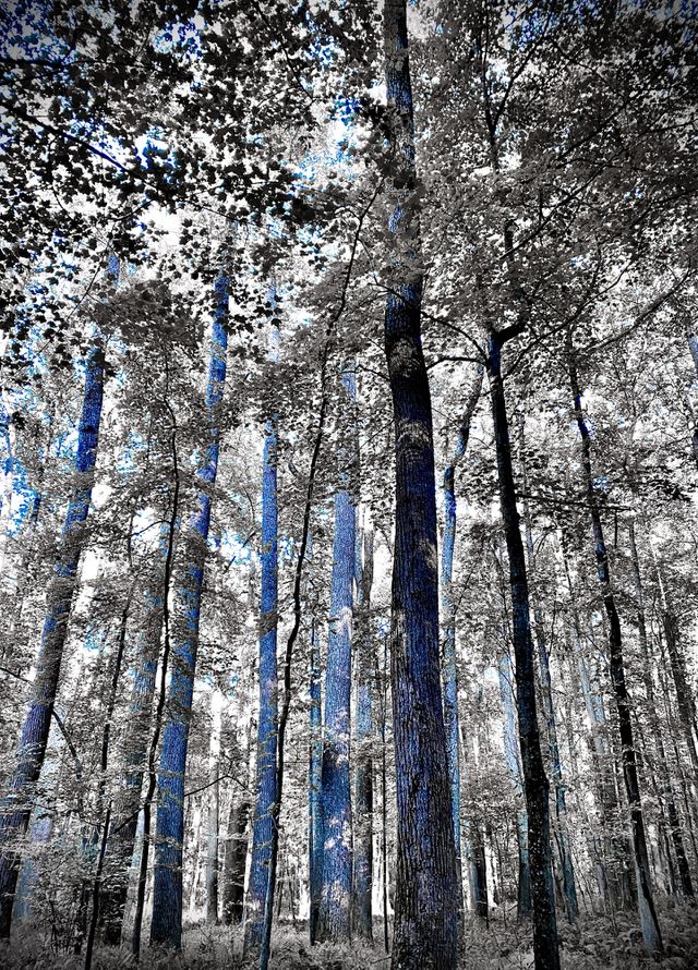 Mysterious forest