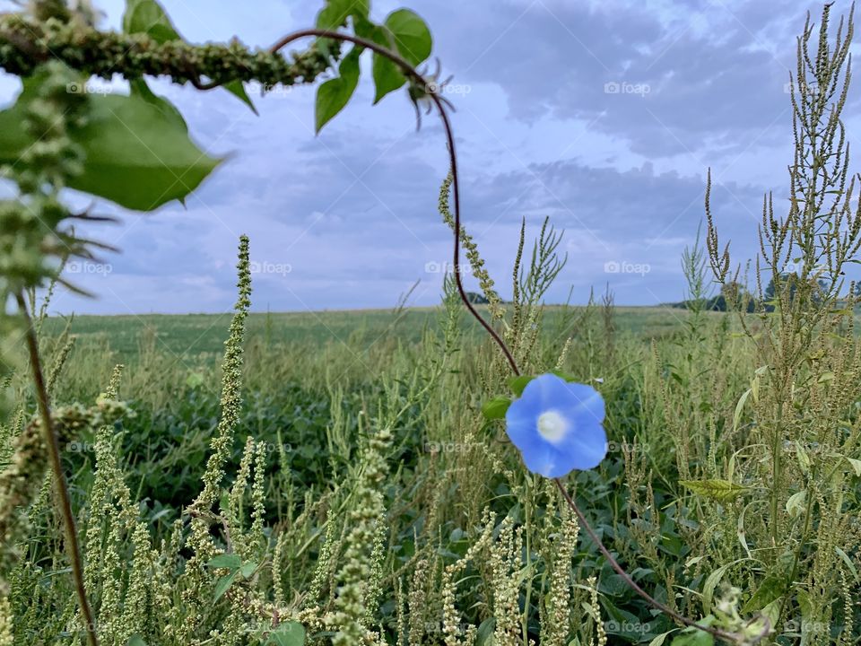 A single blue Morning Glory in a meadow with beautiful clouds to match on the horizon - landscape