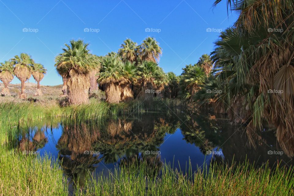 Desert oasis 