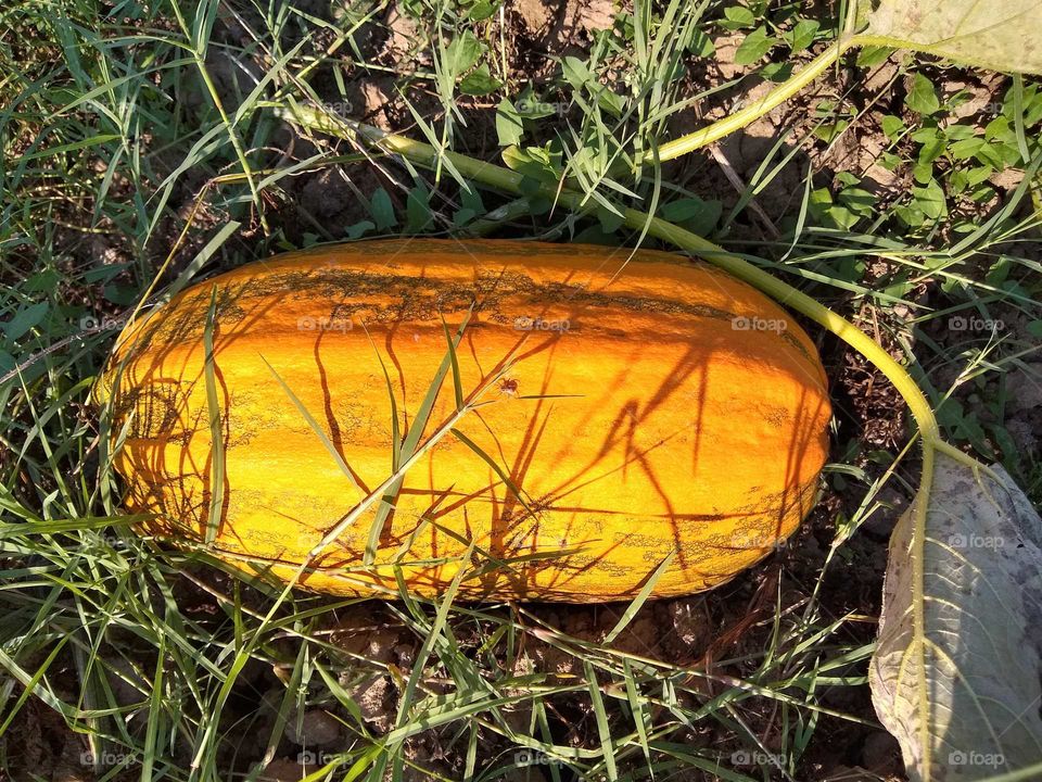 pumpkin in the grass