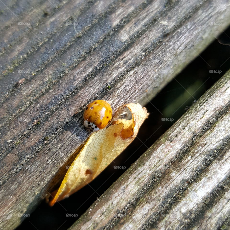 Ladybird in the fall