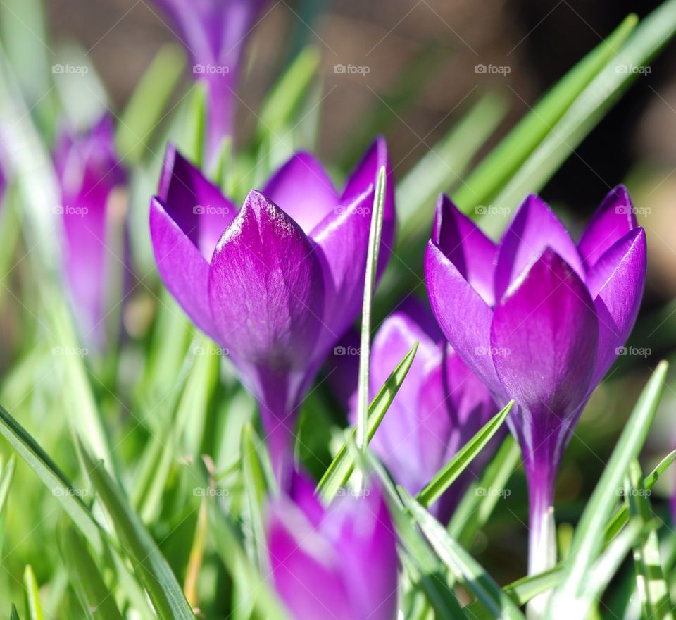 Close up of crocus