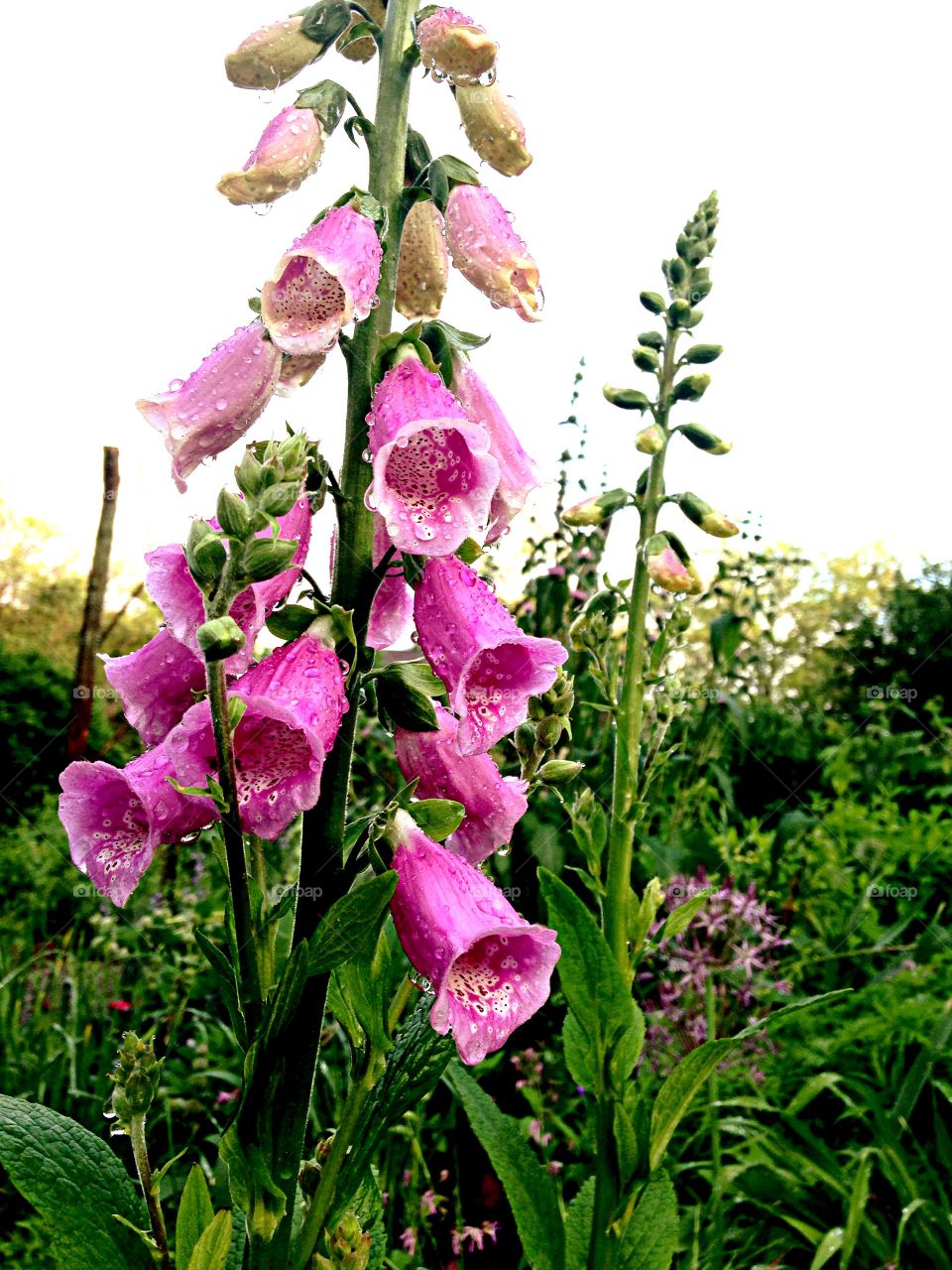 Foxglove flowers. Blooming Foxglove