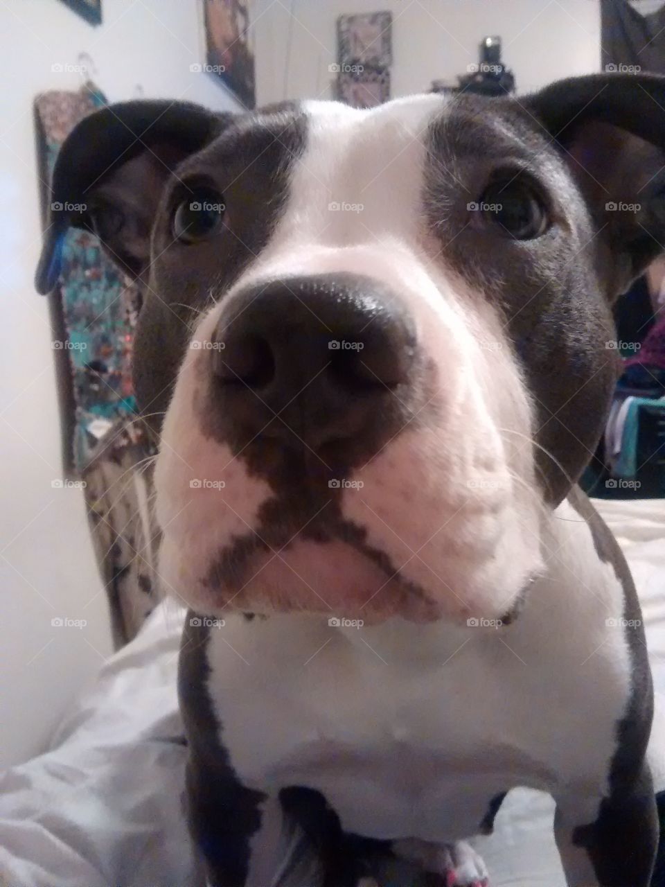 Up close and personal. Athena, Best pit bull in the world. 