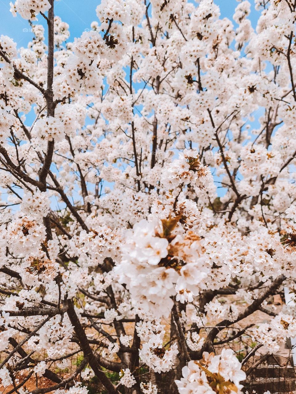 Dare to be different.  Each color in this photo will be experienced differently by each of us.  How beautiful life is.  Is it?