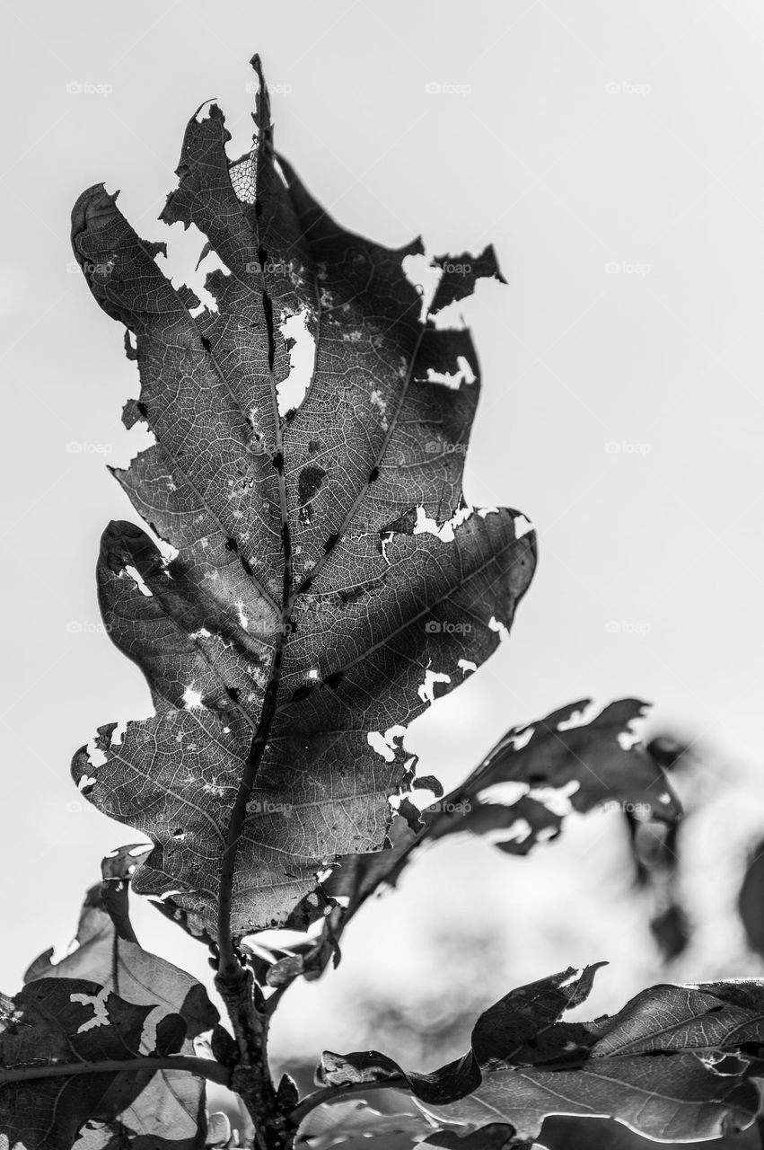 Oak Leaf