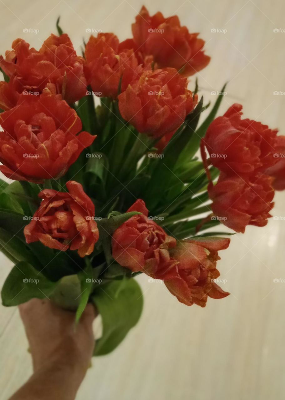 Bouquet of beautiful red peony tulips