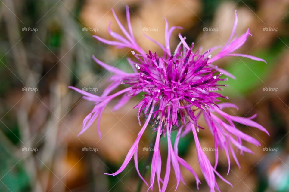 Close-up of purple flower