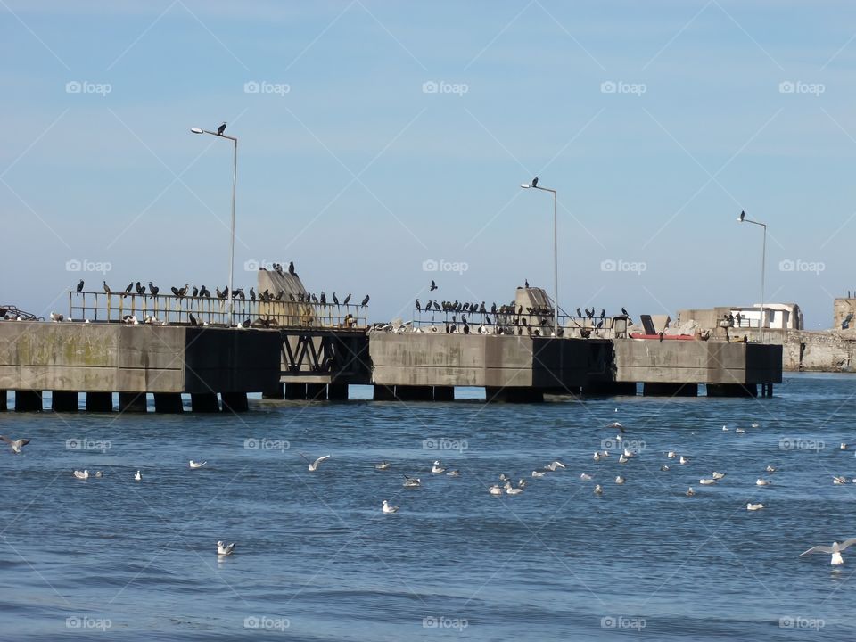 Seagulls in the port Photo