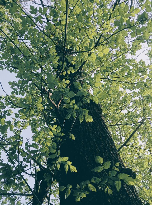 tree