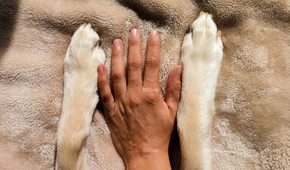 A hand and two dog paws.