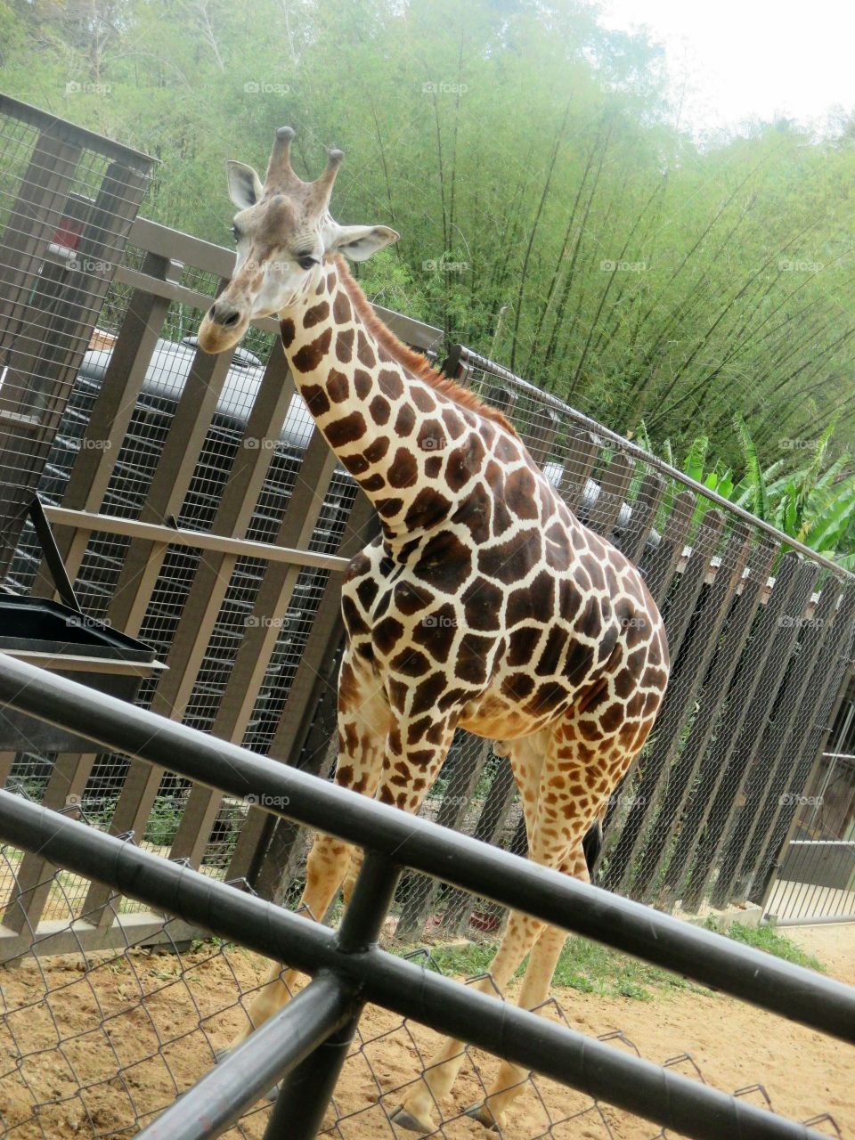 Giraffe