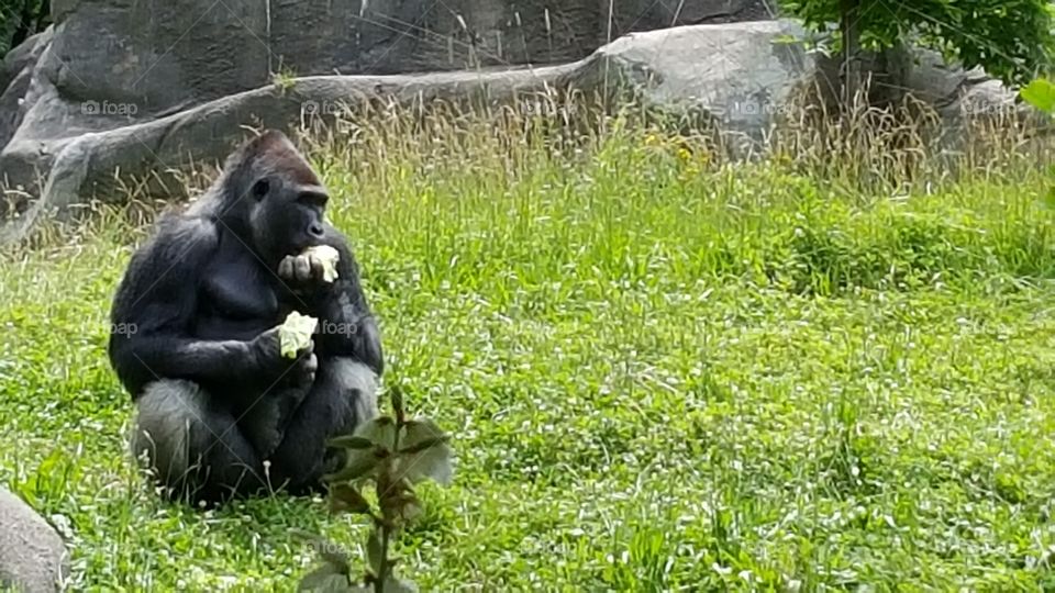 Gorilla eating. Visit to the Detroit Zoo.