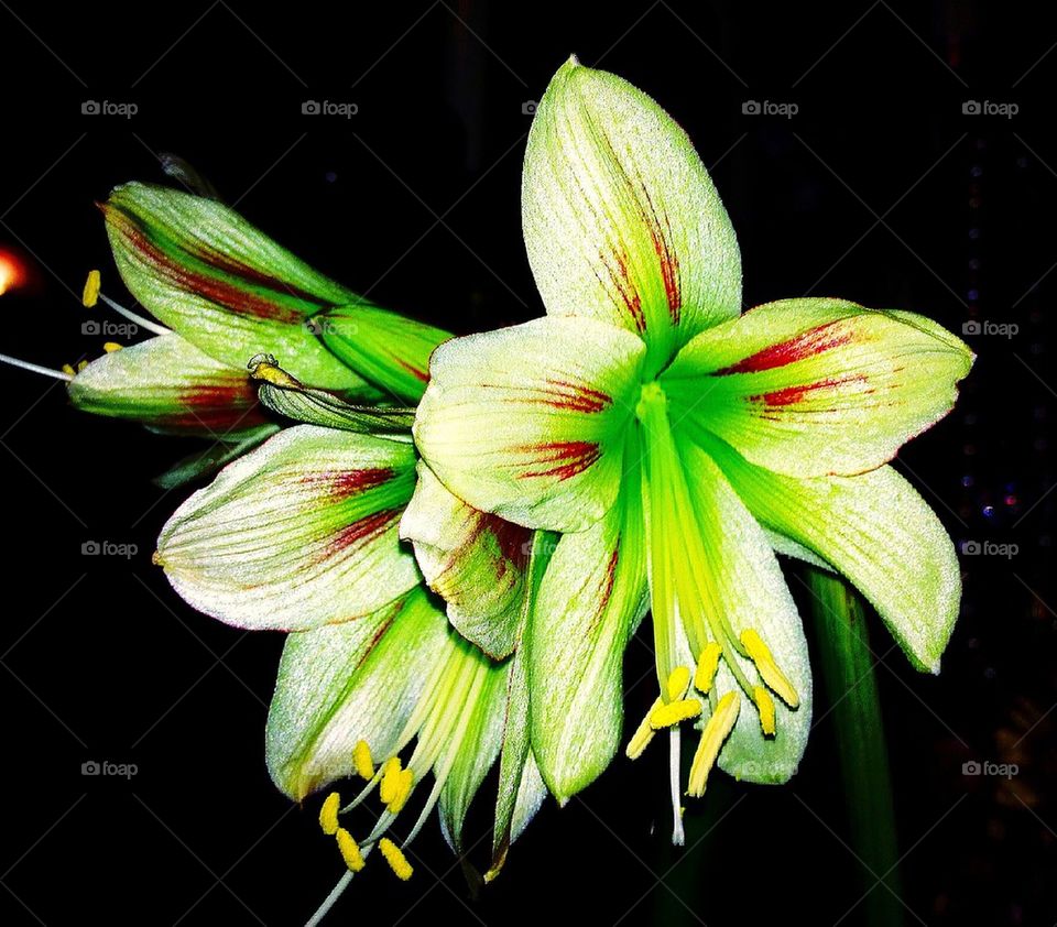 Amaryllis 