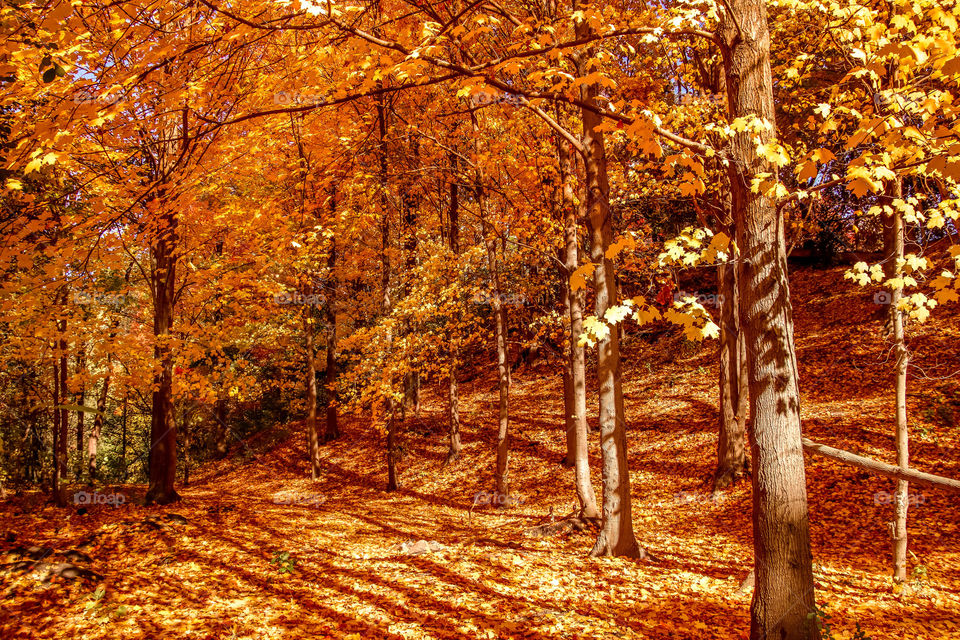 Golden forest