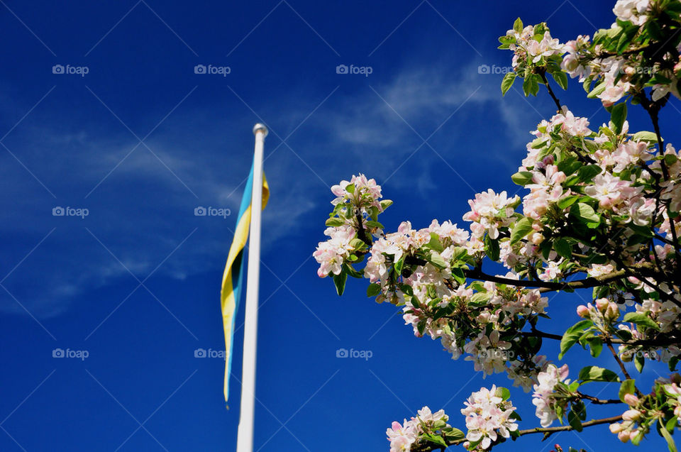 sky sweden flowers garden by jeppedeluxe