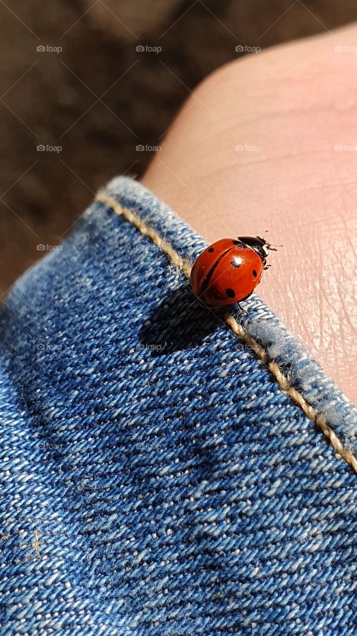 ladybug sitting on hand closeup