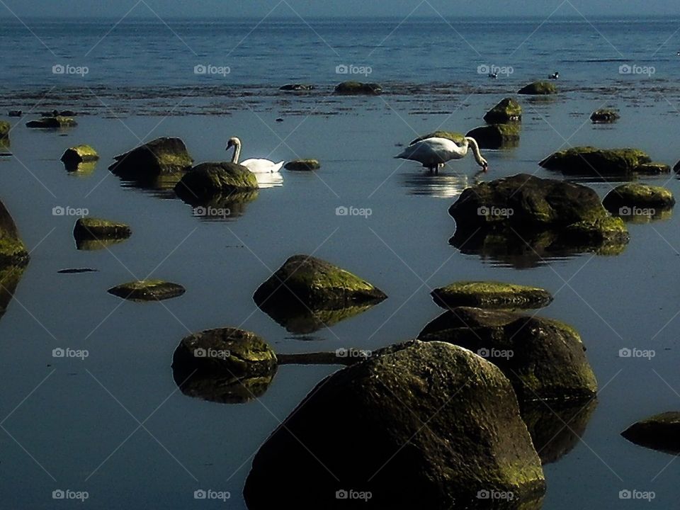 Swans in the sea