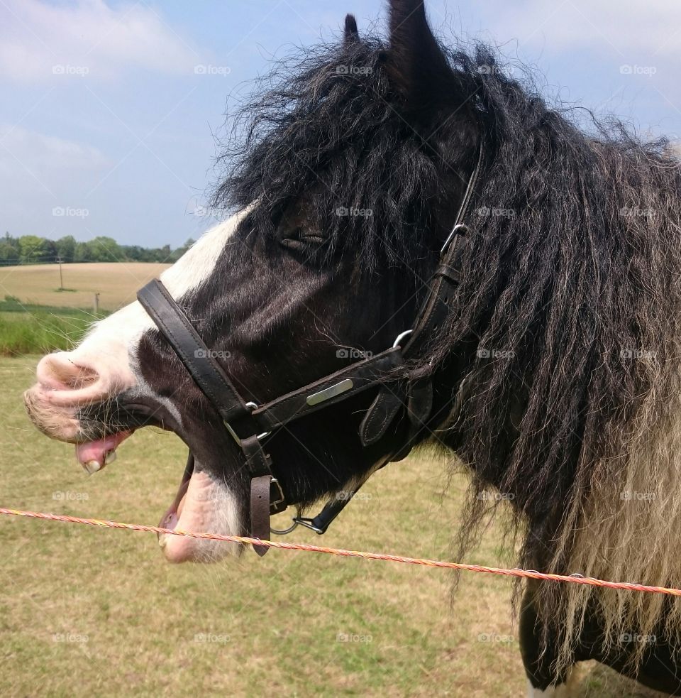 yawning pony